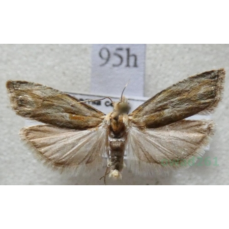 Eucosma cana (Haworth, 1811) Czech95h
